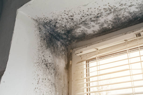Affordable Black Mold Remediation solutions in Prior Lake, MN